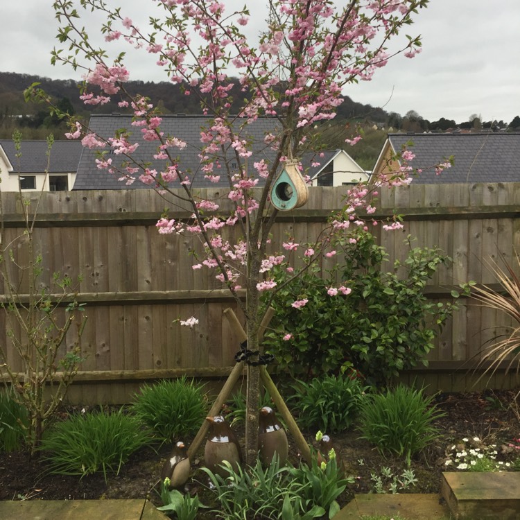 Plant image Prunus 'Accolade'