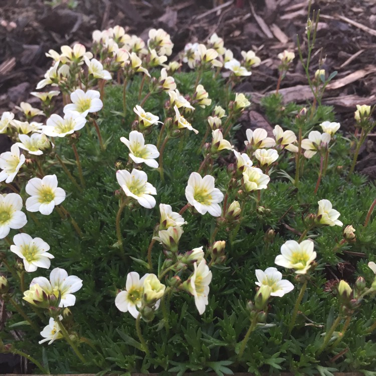 Plant image Saxifraga 'White Pixie'