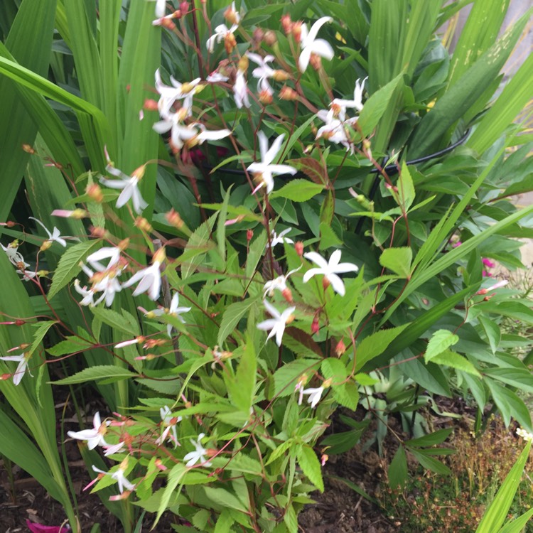 Plant image Gillenia trifoliata