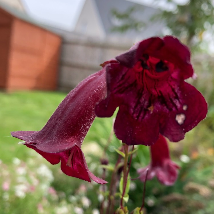 Plant image Penstemon 'Raven'