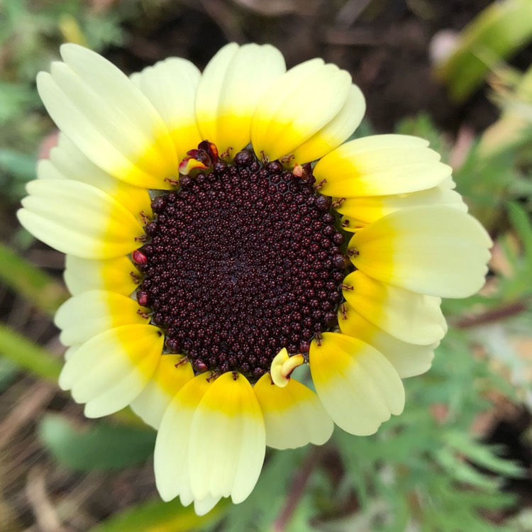 Plant image Chrysanthemum segetum 'Eastern Star'