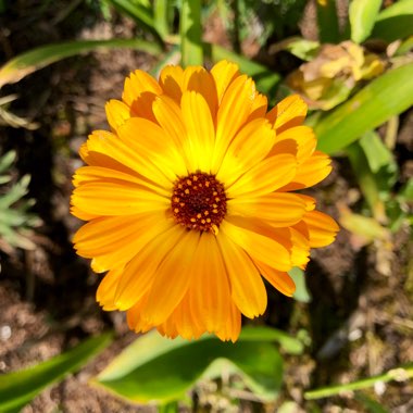 Calendula officinalis 'Art shades Mix'