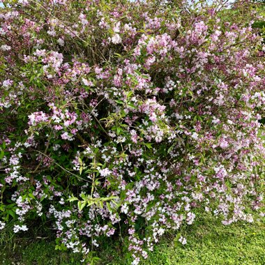 Deutzia x hybrida 'Mont Rose'