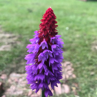 Primula vialii