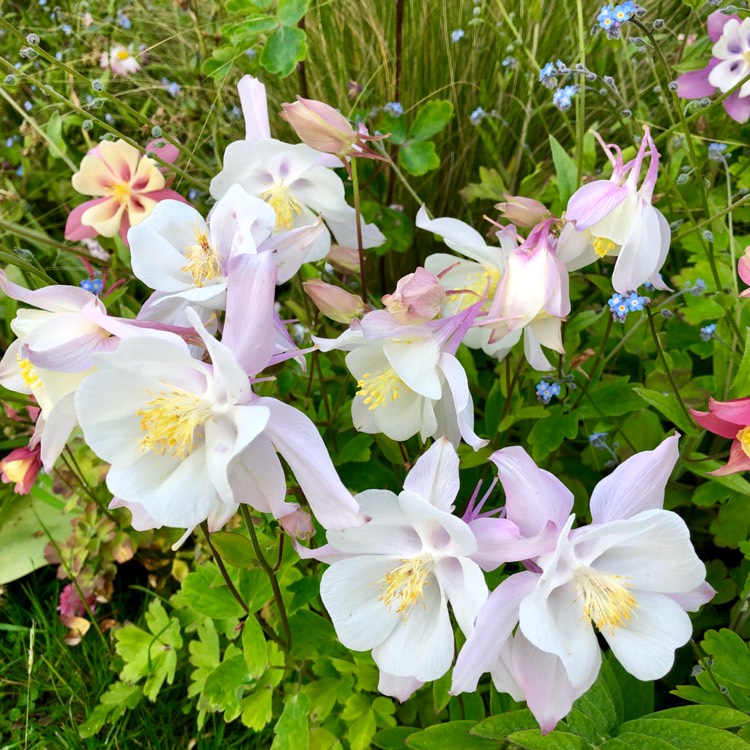 Plant image Aquilegia 'Swan Mixed'