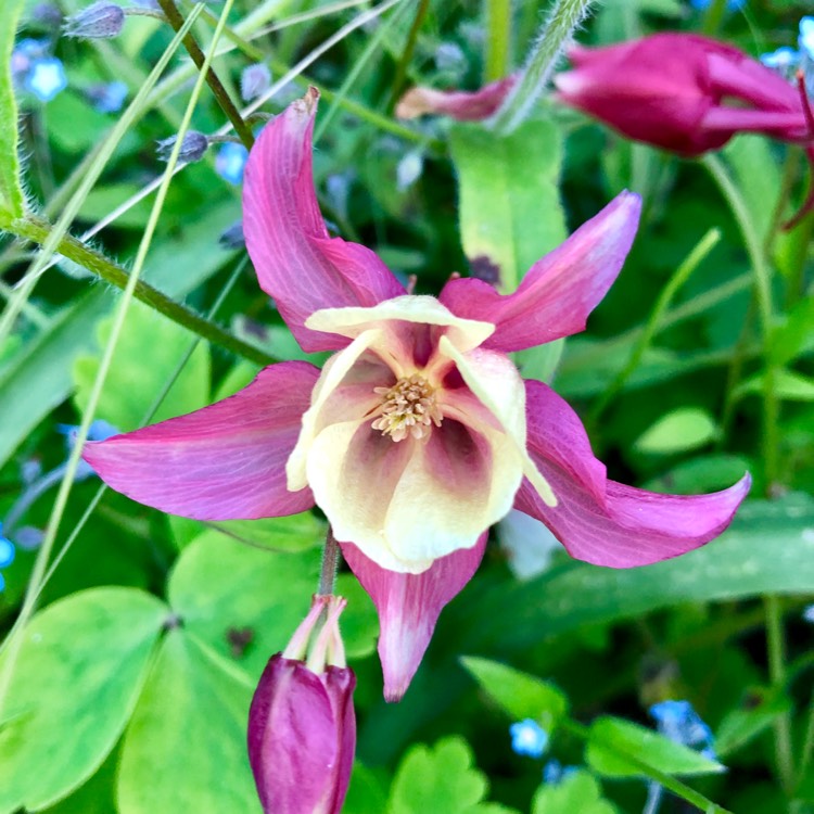 Plant image Aquilegia 'Swan Violet & White'