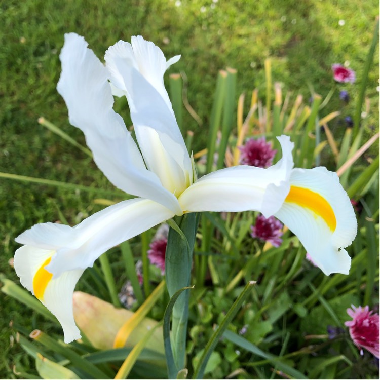 Plant image Iris x hollandica 'Apollo'