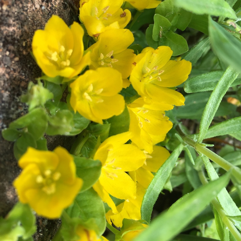 Plant image Lysimachia nummularia 'Aurea'