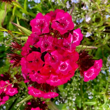 Dianthus barbatus