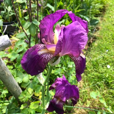 Iris x germanica