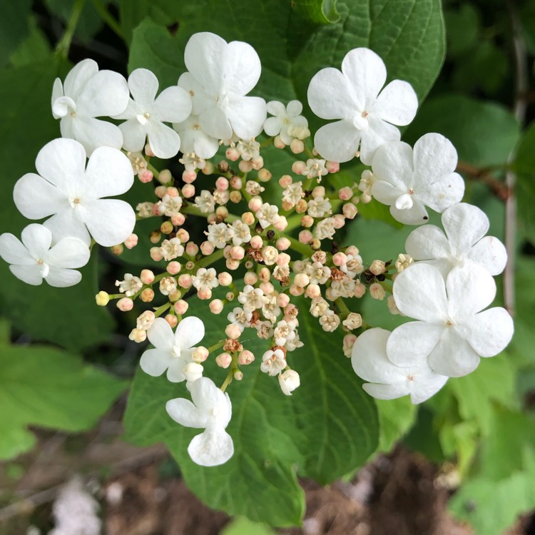 Plant image Viburnum plicatum f. tomentosum 'Mariesii' syn. Viburnum mariesii