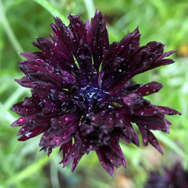 Centaurea cyanus 'Black Ball'