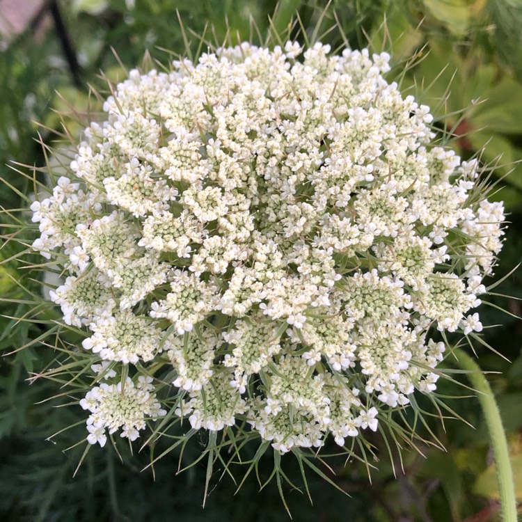 Plant image Daucus carota