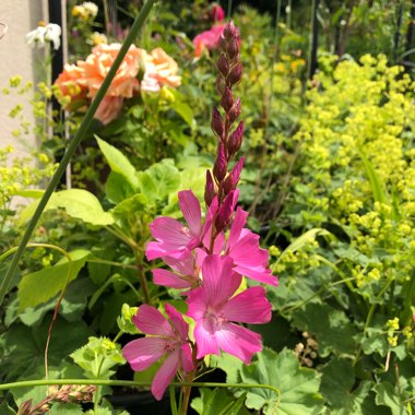 Sidalcea hybrida 'Party Girl'