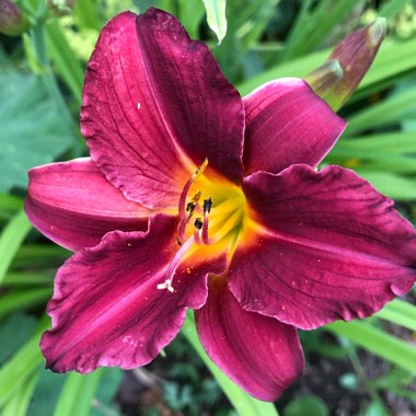 Hemerocallis 'Crimson Pirate'