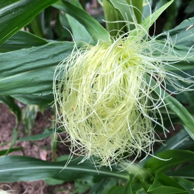 Zea mays var. saccharata 'Lark' F1 Hybrid