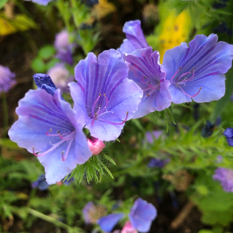 Plant image Echium vulgare 'Blue Bedder' syn. Echium plantagineum 'Blue Bedder'