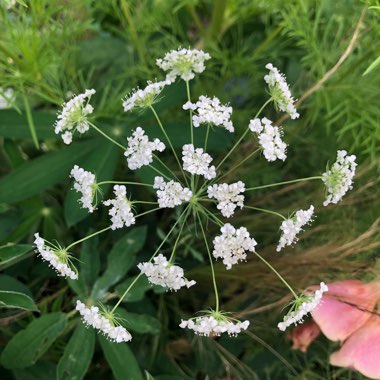 Ammi majus