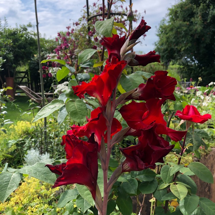 Plant image Gladiolus 'Oscar'