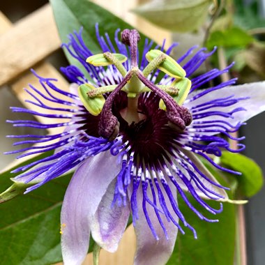 Passiflora 'Purple Haze'