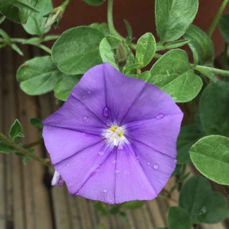 Plant image Convolvulus sabatius 'Fleurie Blue'