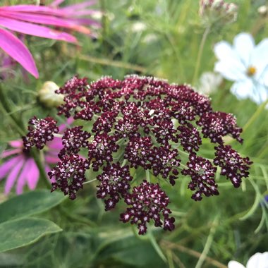 Daucus carota 'Purple Kisses'