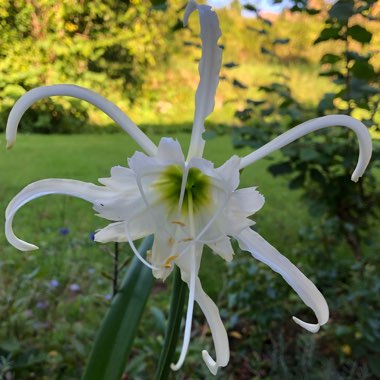 Hymenocallis acutifolia syn. Hymenocallis littoralis var. acutifolia