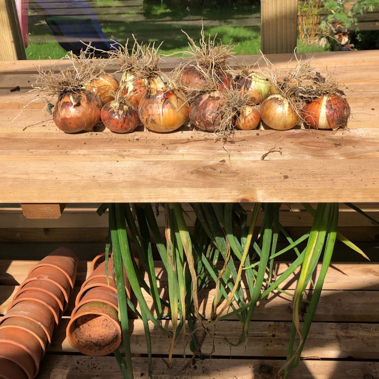 Plant image Allium cepa (Cepa Group) 'Bedfordshire Champion'