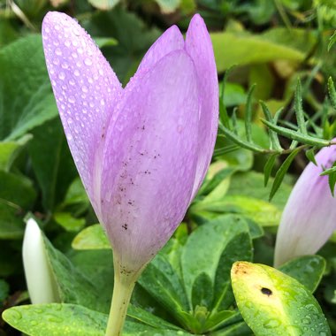 Crocus speciosus subsp. speciosus