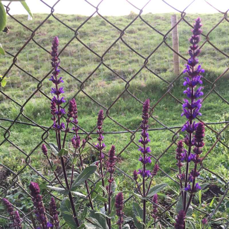 Salvia nemorosa 'Caradonna'