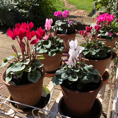 Cyclamen