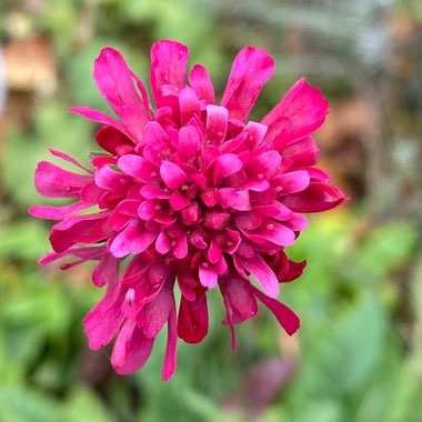 Scabiosa 'Scirocco'