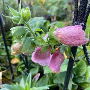 Digitalis x mertonensis