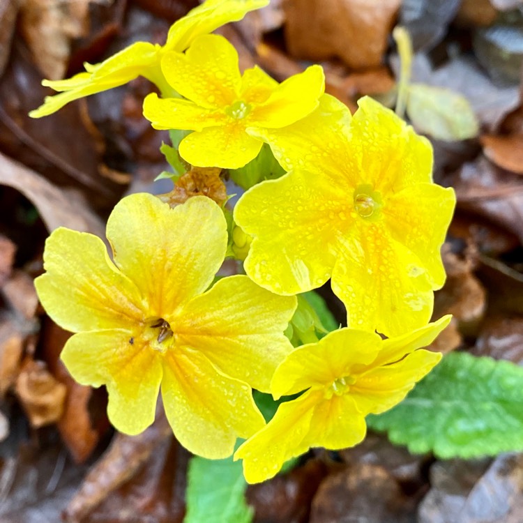 Plant image Primula veris 'Veristar Yellow'