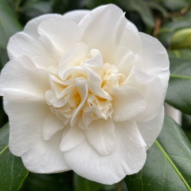 Camellia japonica 'April Blush'