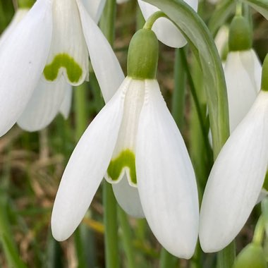 Galanthus nivalis