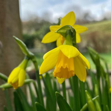 Narcissus 'Tête-à-Tête'