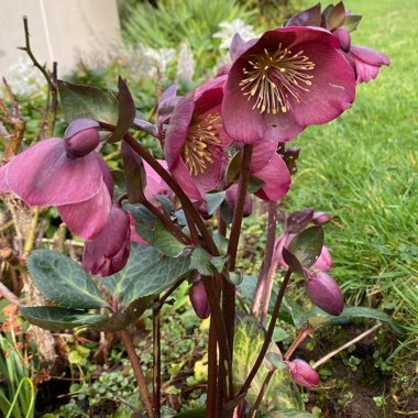 Helleborus x hybridus 'Red Lady' (Lady Series)