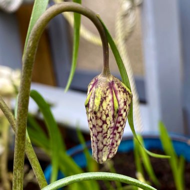 Fritillaria meleagris