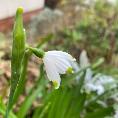 Leucojum aestivum 'Gravetye Giant'