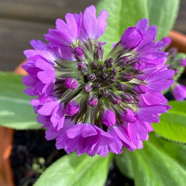 Primula denticulata