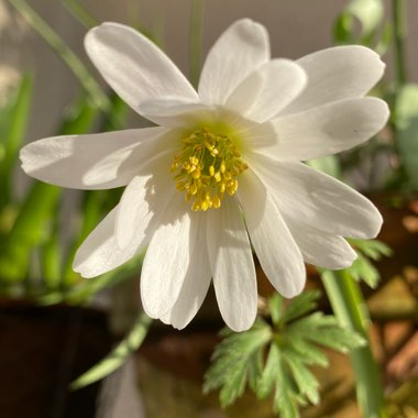 Anemone blanda 'White Splendour'