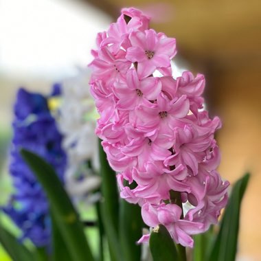 Hyacinthus orientalis