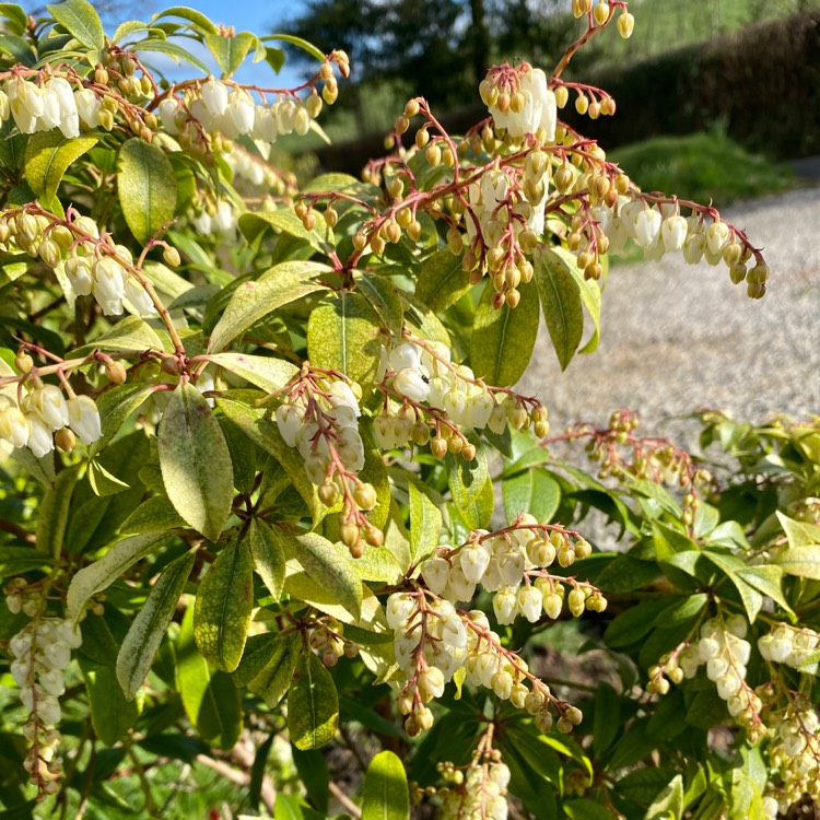 Plant image Pieris japonica 'White Cascade'