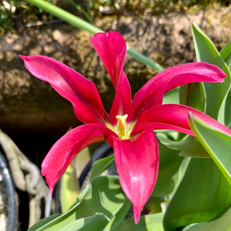 Plant image Tulipa 'Dolls Minuet'