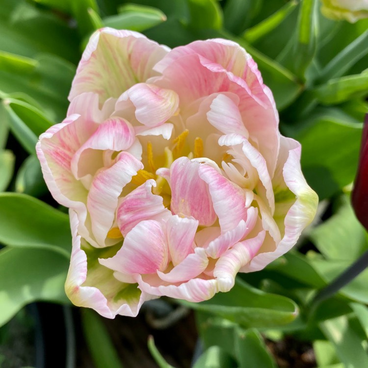 Plant image Tulipa (Parrot Group)