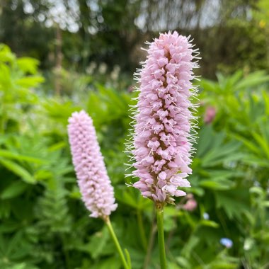 Persicaria bistorta 'Superba' syn. Polygonum bistorta 'Superbum'