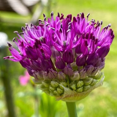 Allium hollandicum 'Purple Sensation' syn. Allium 'Purple Sensation', Allium aflatunense 'Purple Sensation'