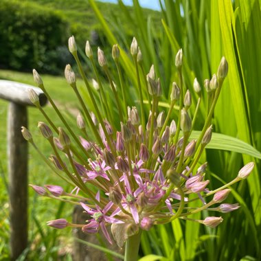 Allium schubertii