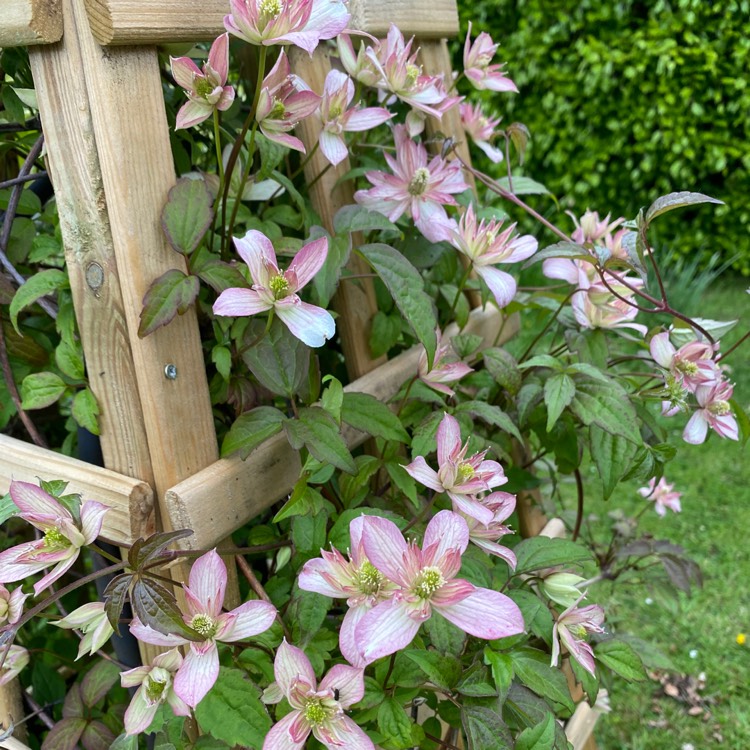 Plant image Clematis montana 'Marjorie'